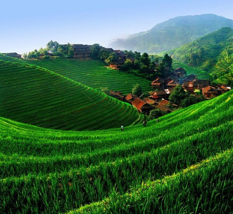 Terraced Rice Fields — Green, Serene, Morning, Photograph, Village, Mountains