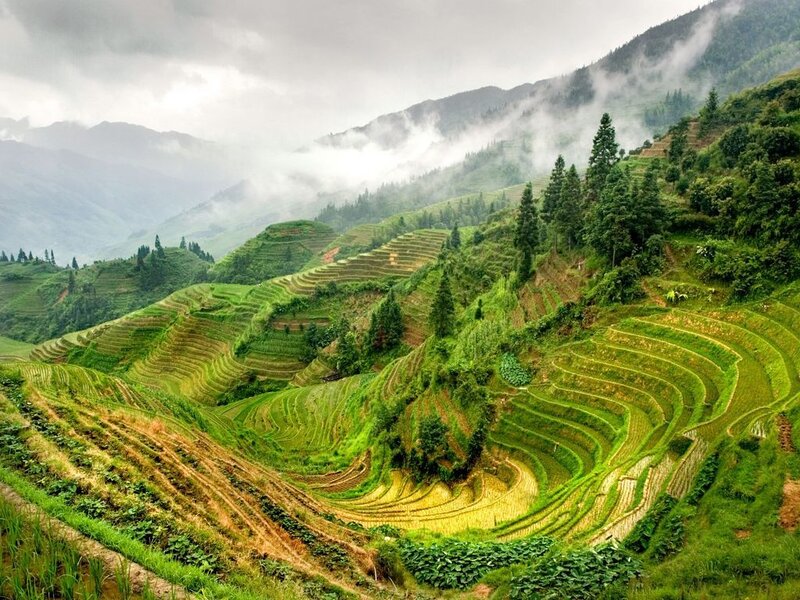 Terraced Rice Fields — Green, Serene, Morning