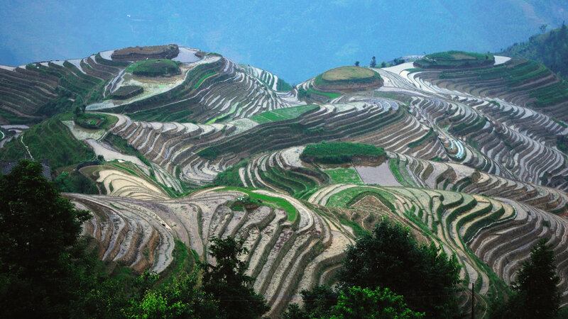Terraced Rice Fields — Green, Serene, Photograph