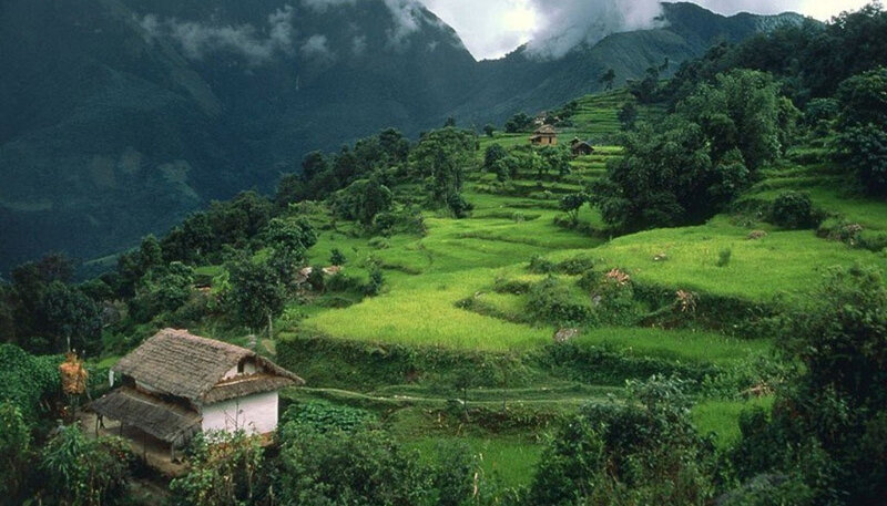 Terraced Rice Fields — Green, Serene