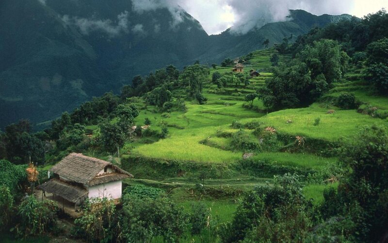 Terraced Rice Fields — Green