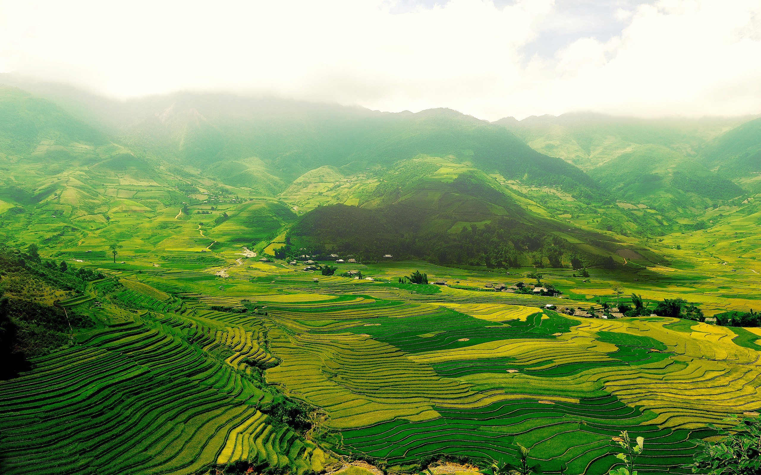 Terraced rice fields in a valley