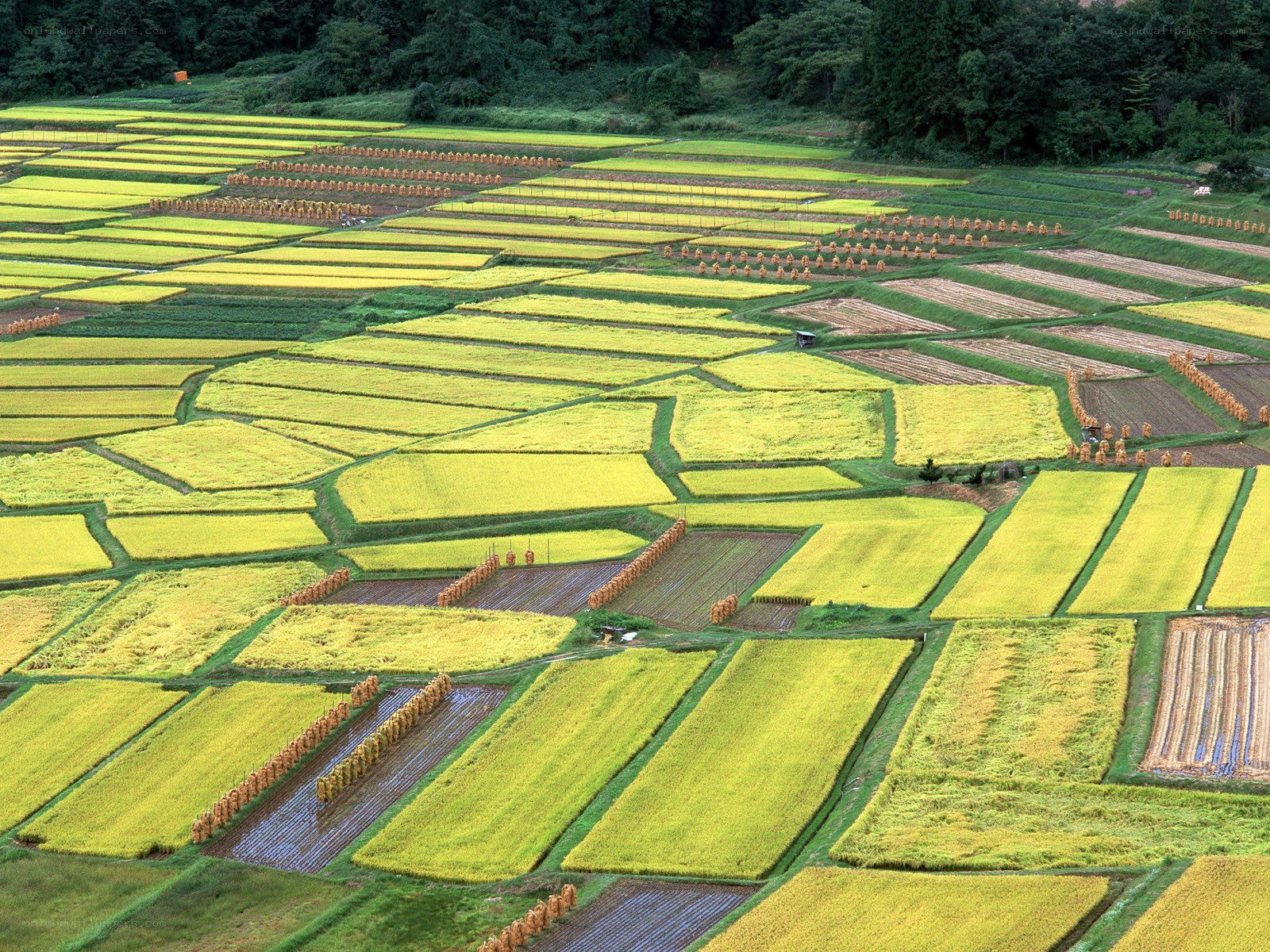 Terraced rice fields in autumn