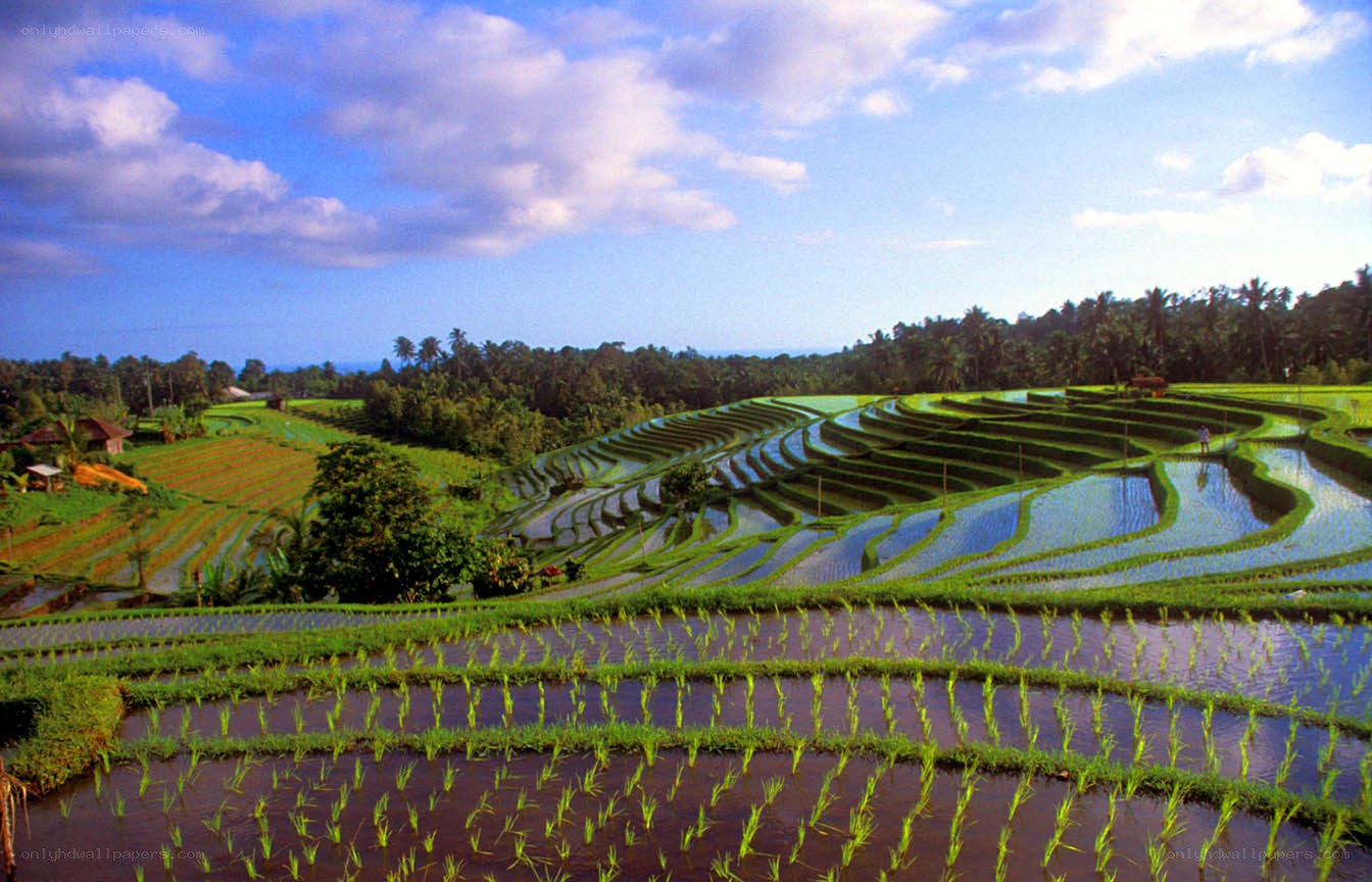 Terraced rice fields in Bali