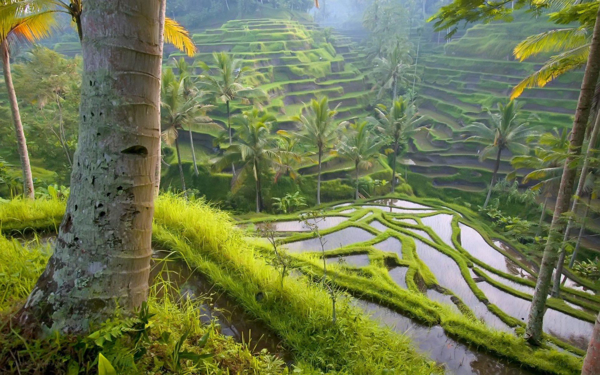 Terraced rice fields in Bali