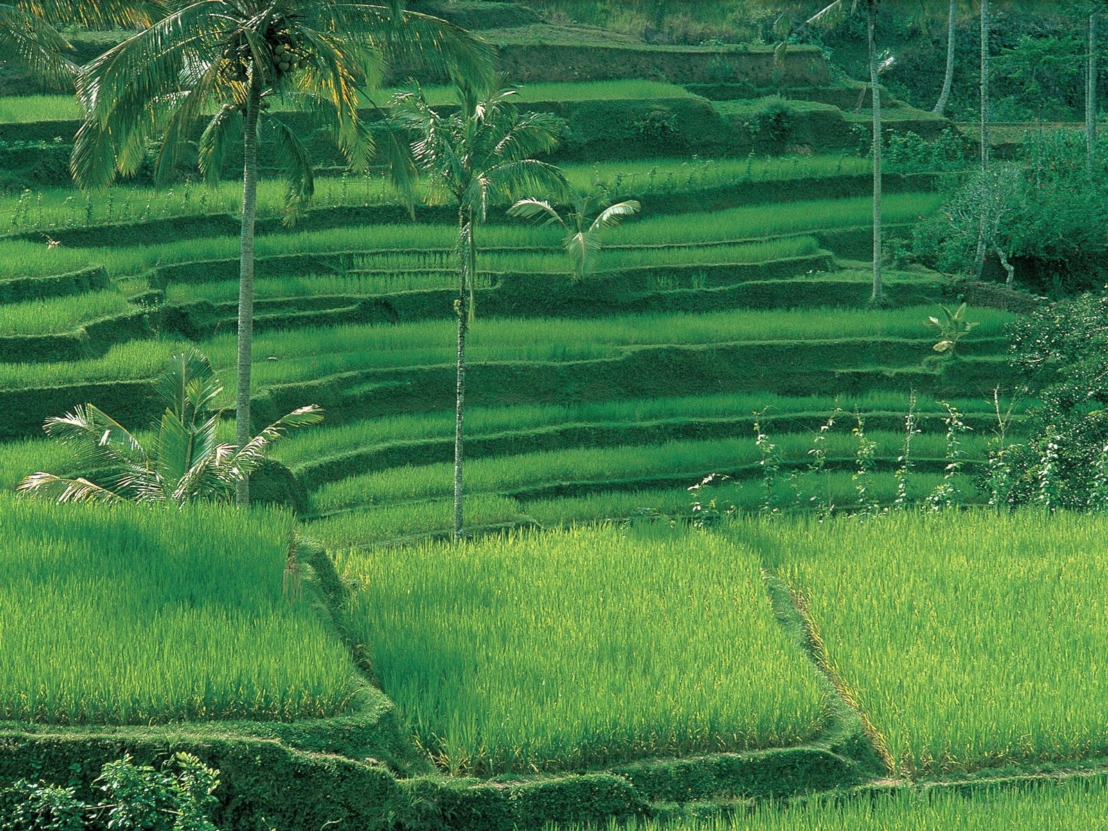 Terraced rice fields in Bali