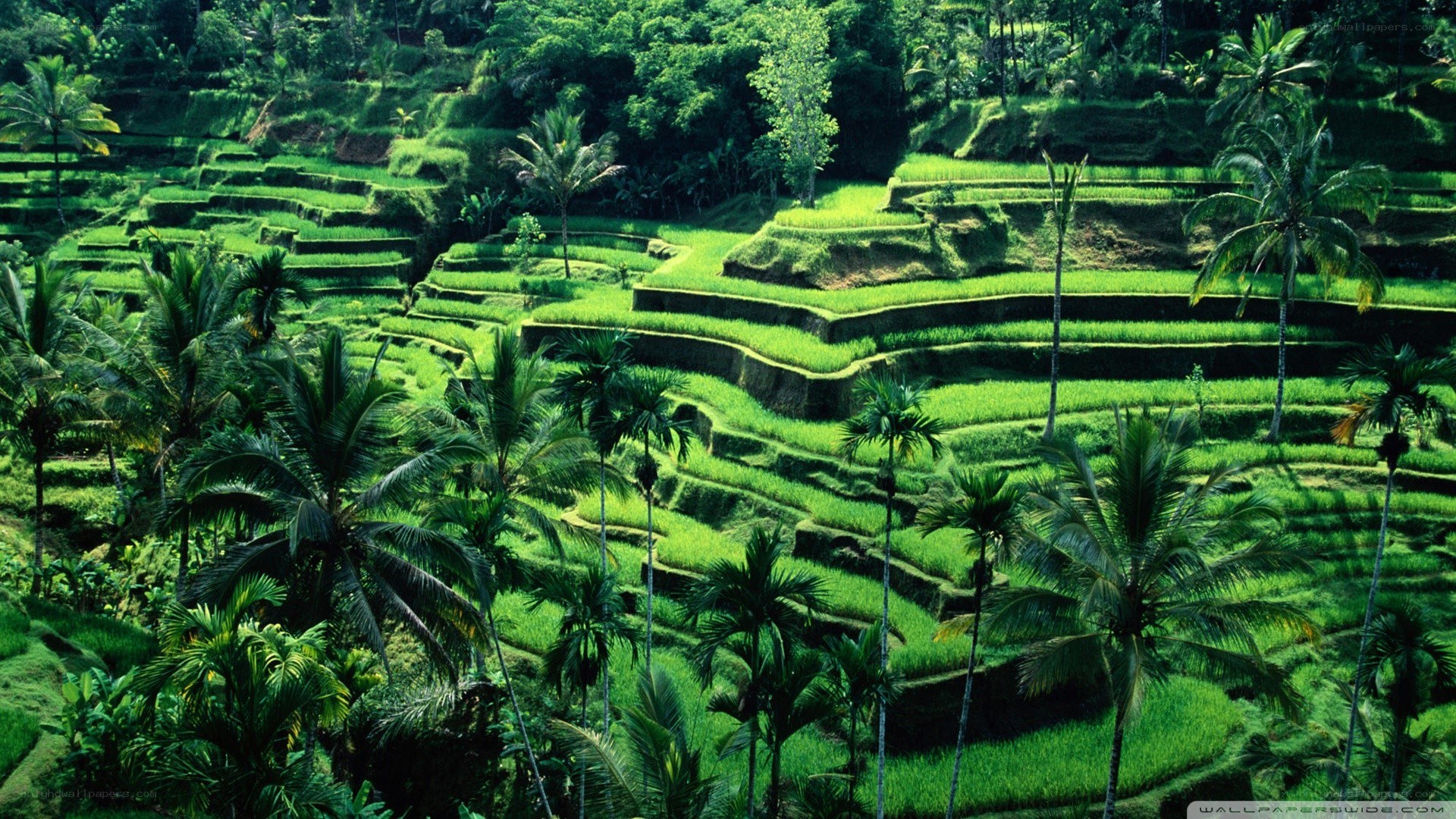 Terraced rice fields in Bali