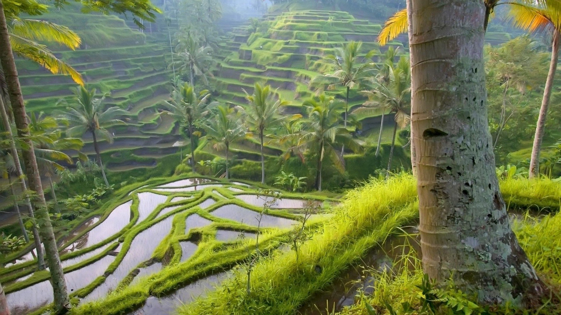 Terraced rice fields in Bali