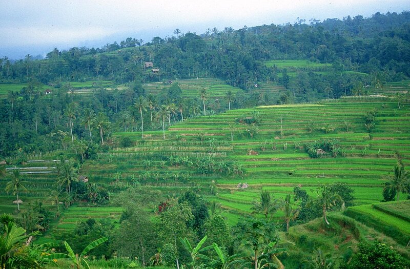 Terraced rice fields in Bali