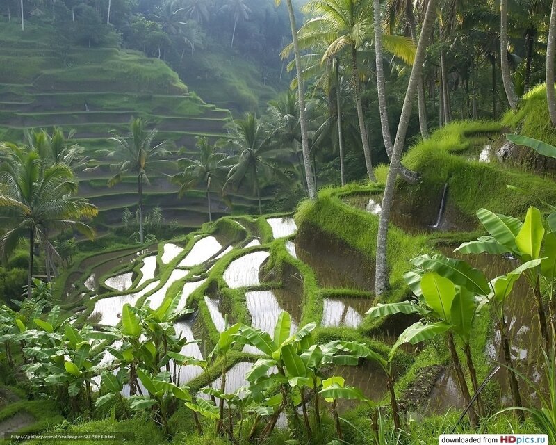 Terraced rice fields in Bali
