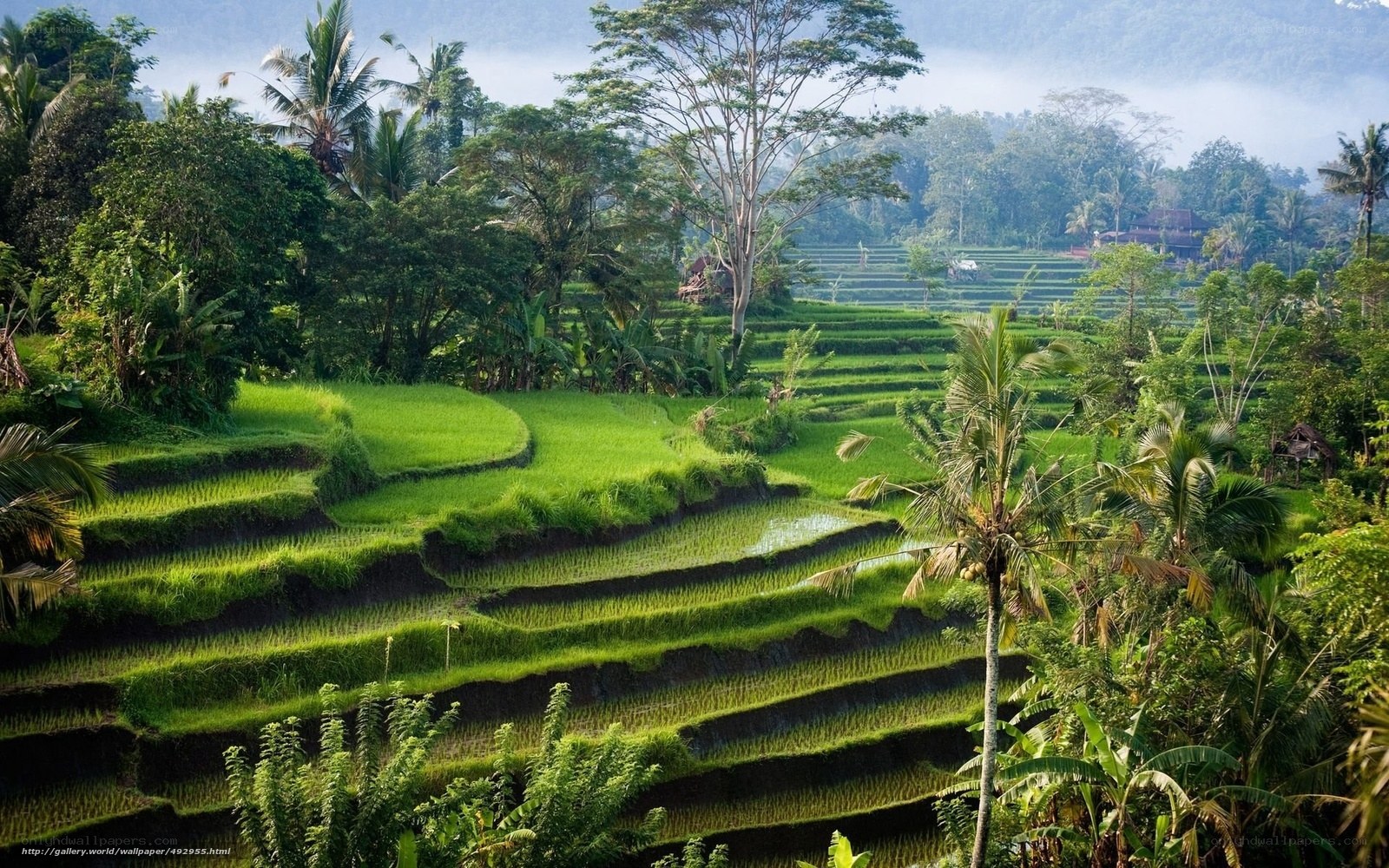 Terraced rice fields in Bali