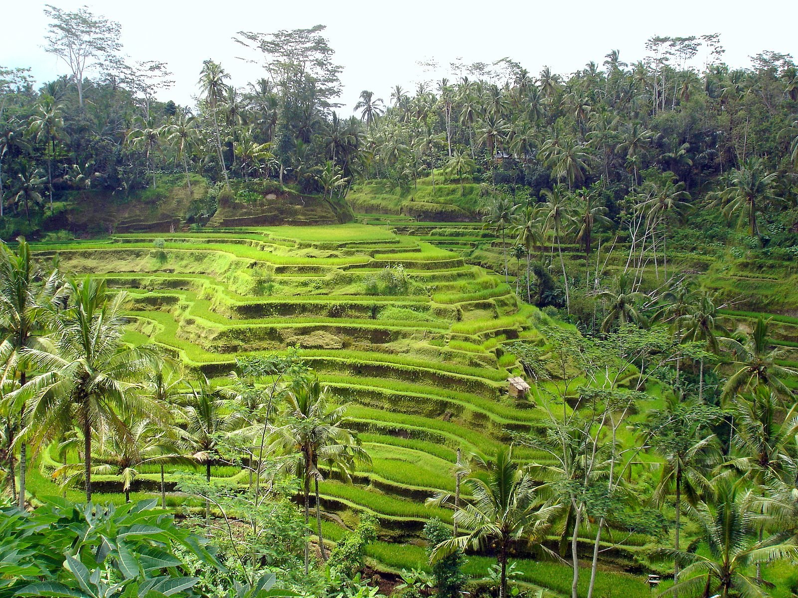 Terraced rice fields in Bali
