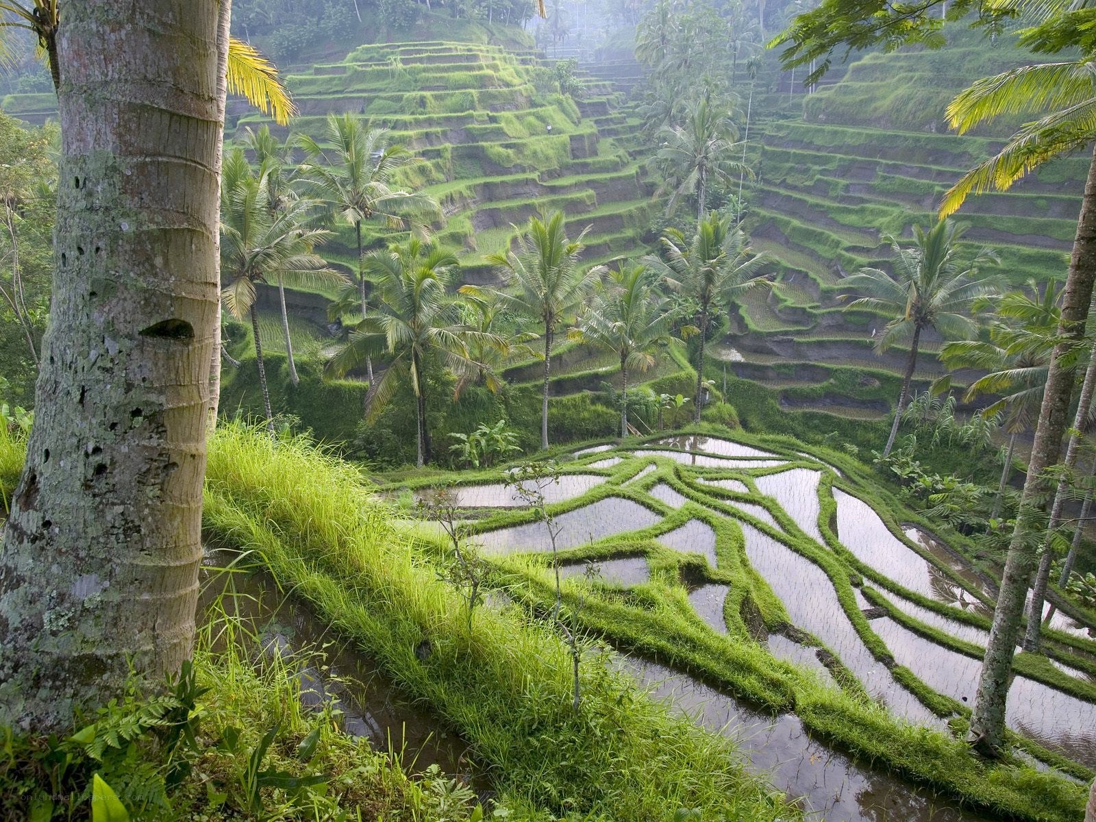 Terraced rice fields in Bali