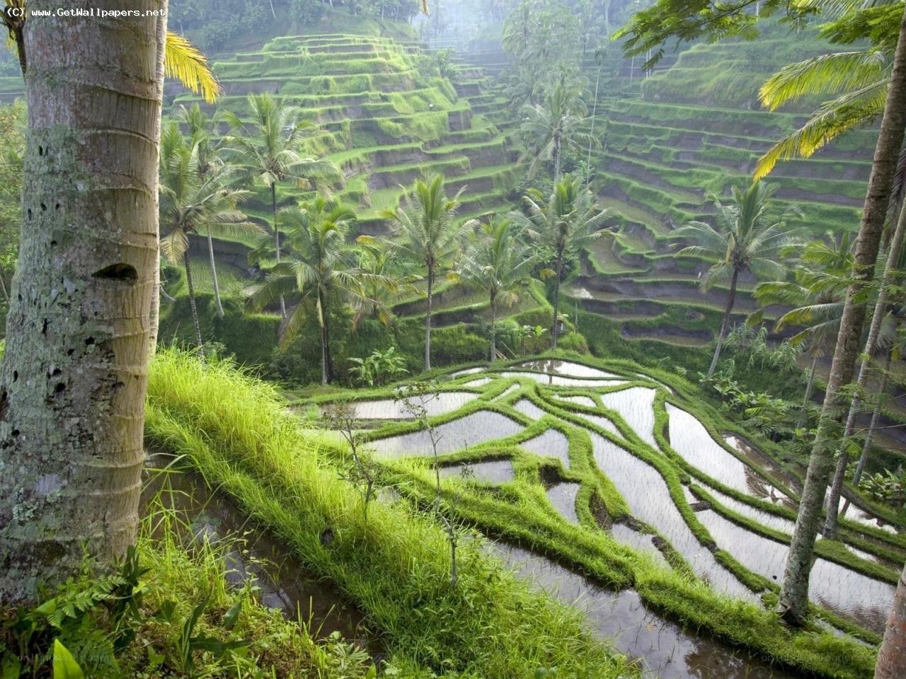 Terraced rice fields in Bali