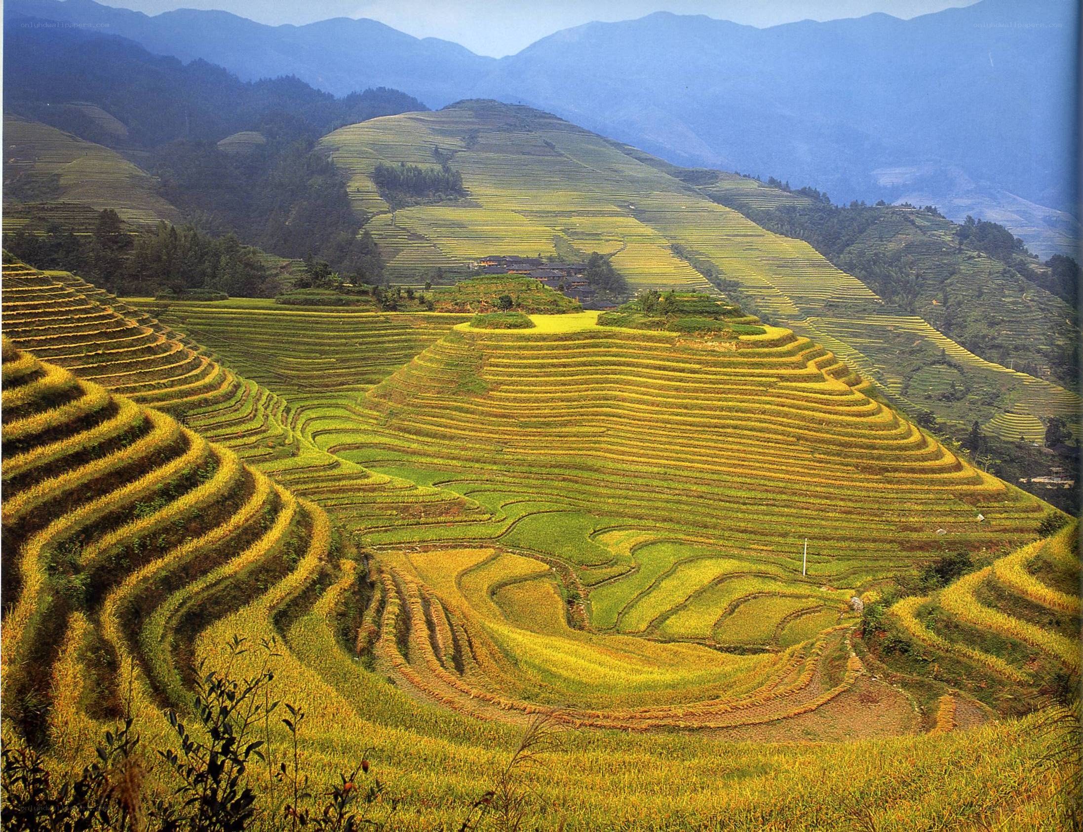 Terraced rice fields in China