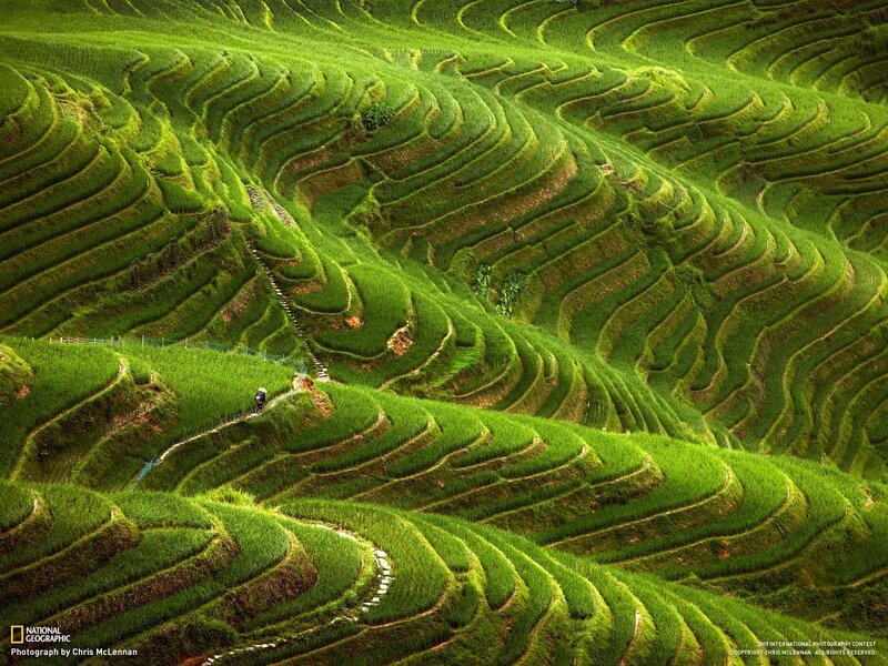 Terraced rice fields in China
