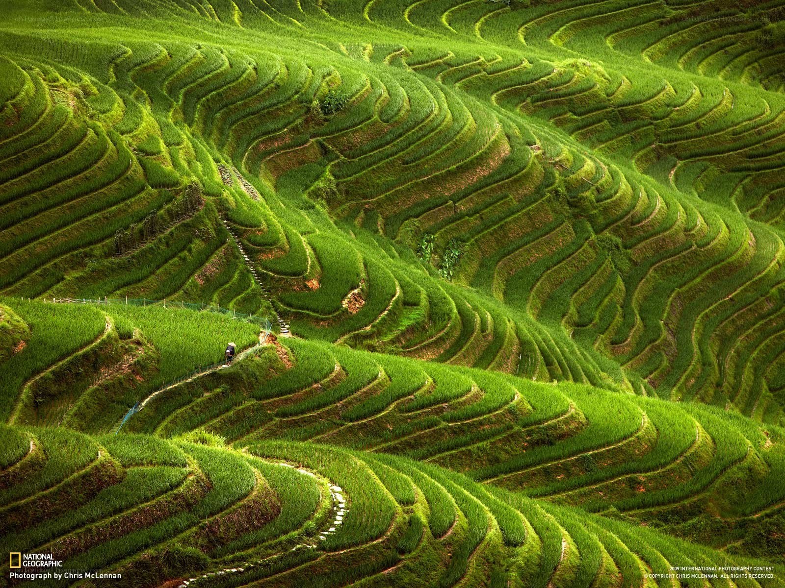 Terraced rice fields in China
