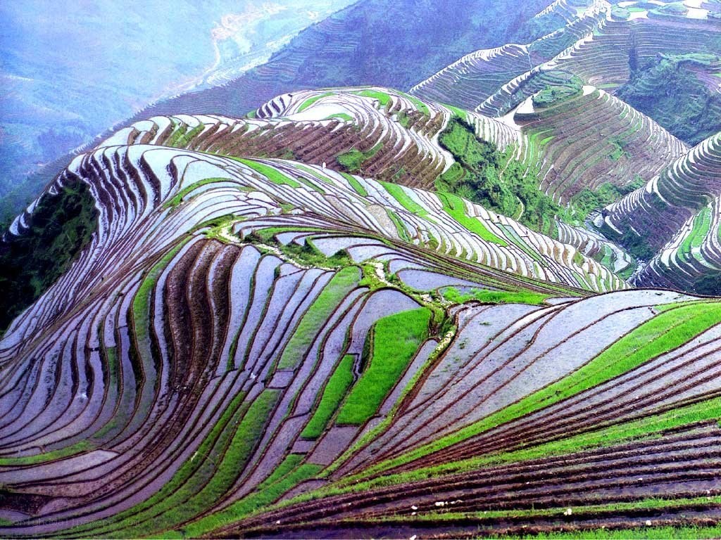 Terraced rice fields in China