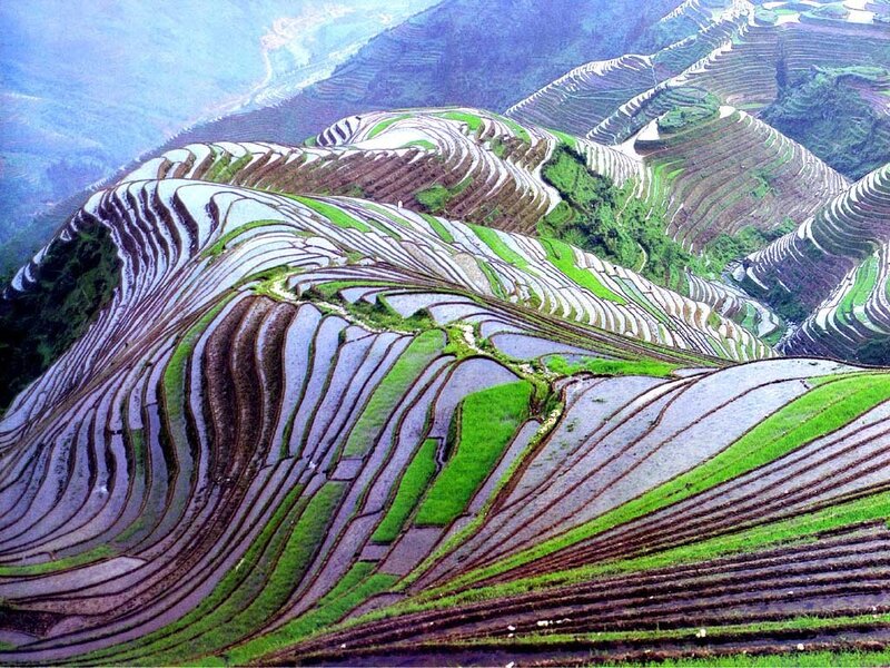Terraced rice fields in China