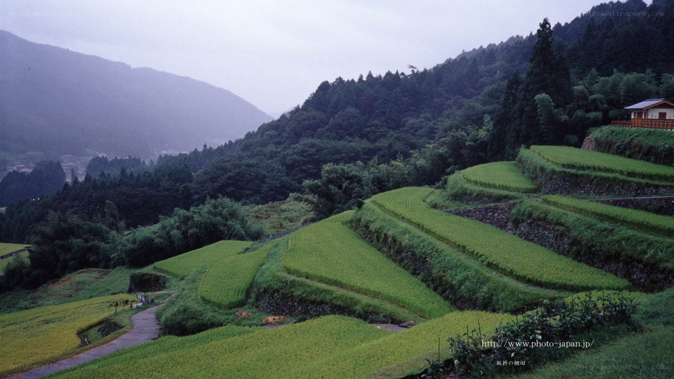 Terraced rice fields in Japan