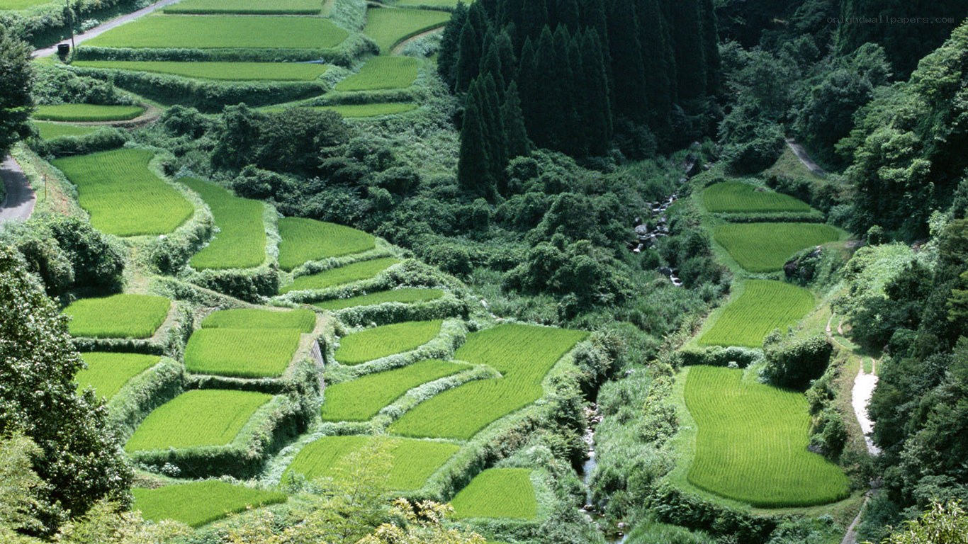 Terraced rice fields in Japan
