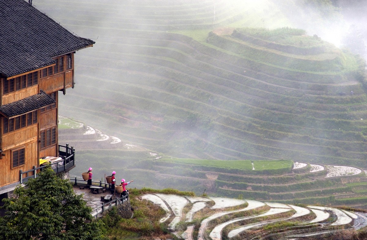 Terraced rice fields in mist