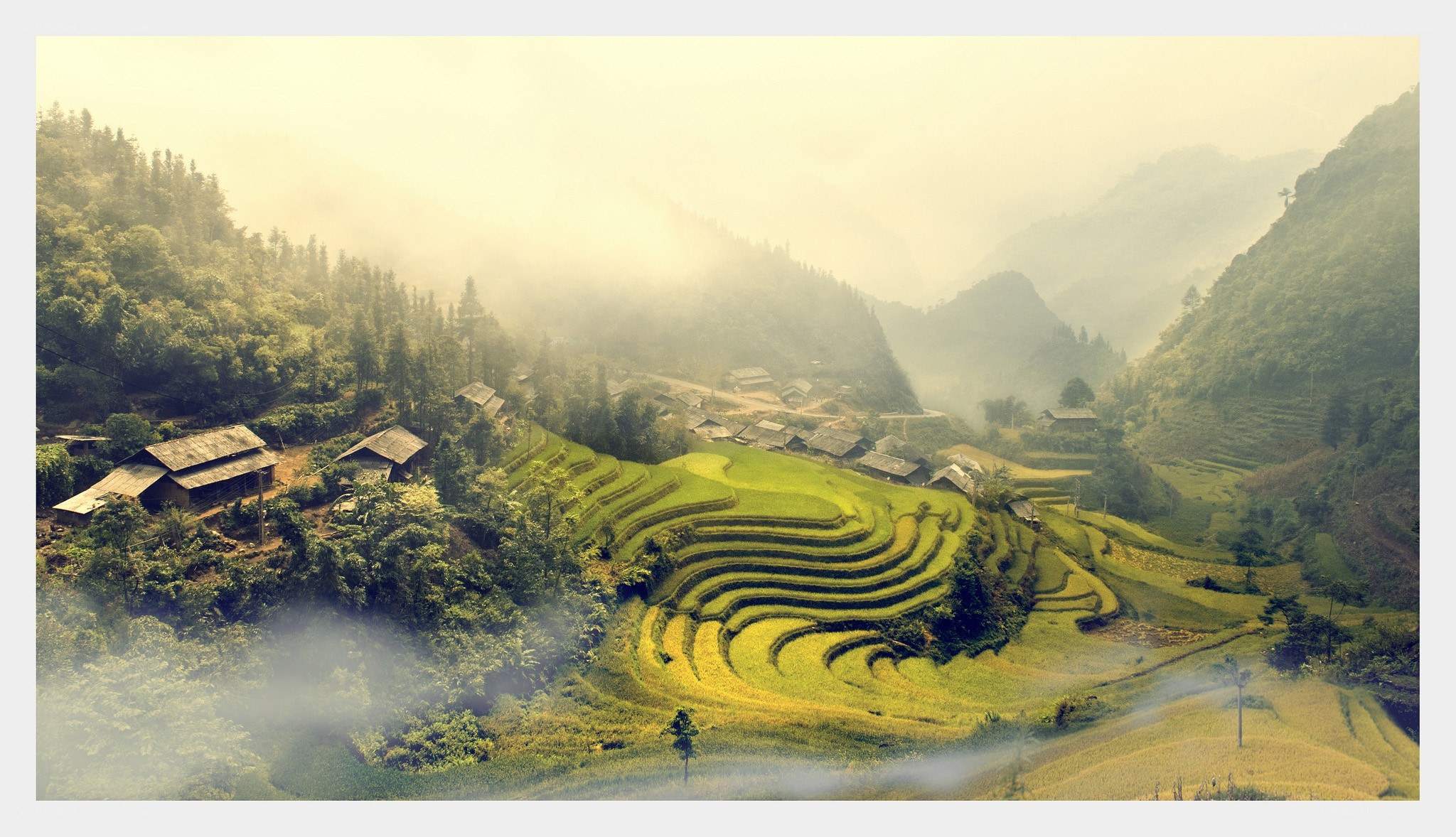 Terraced rice fields in misty mountains
