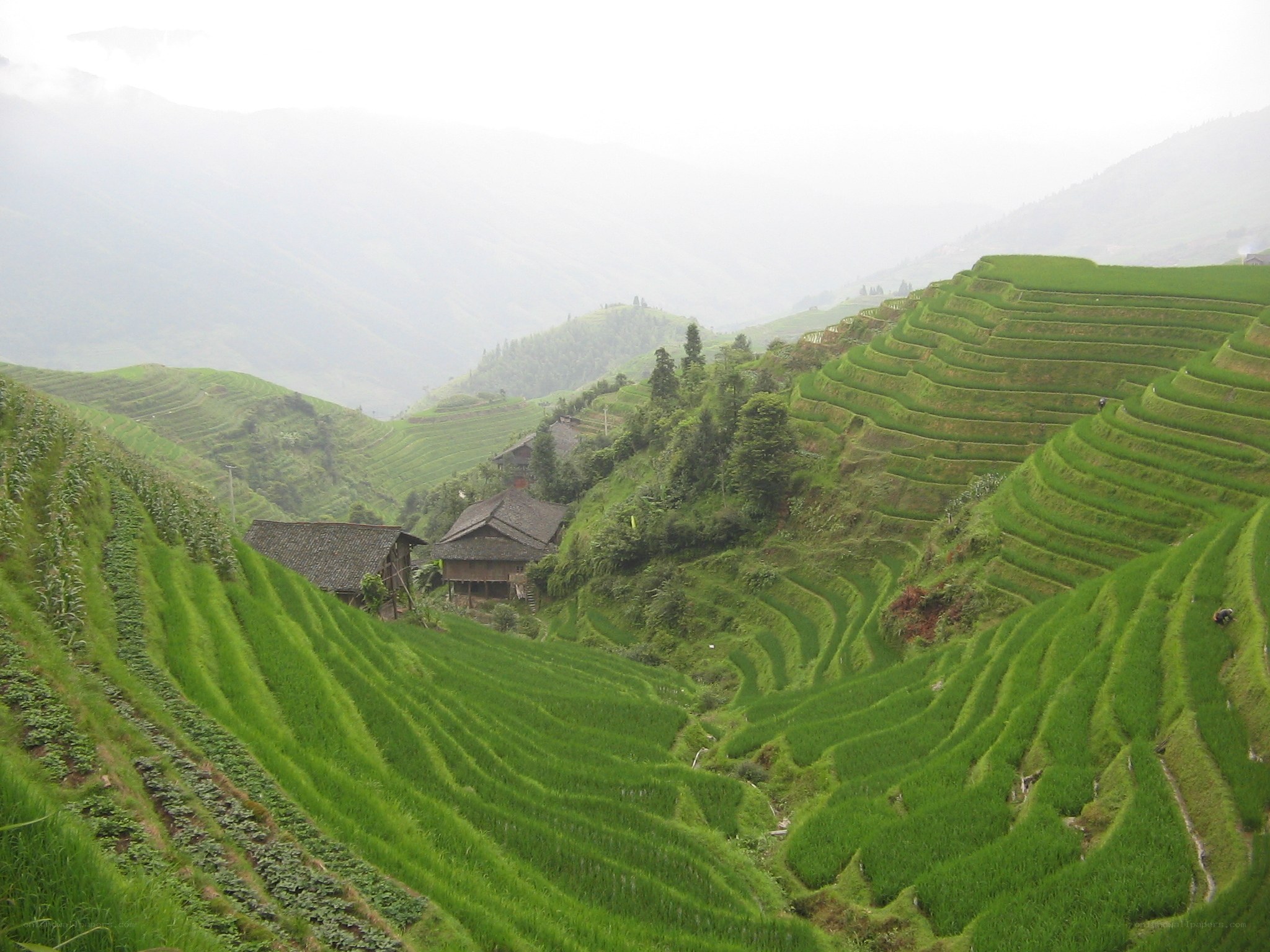 Terraced rice fields in misty mountains