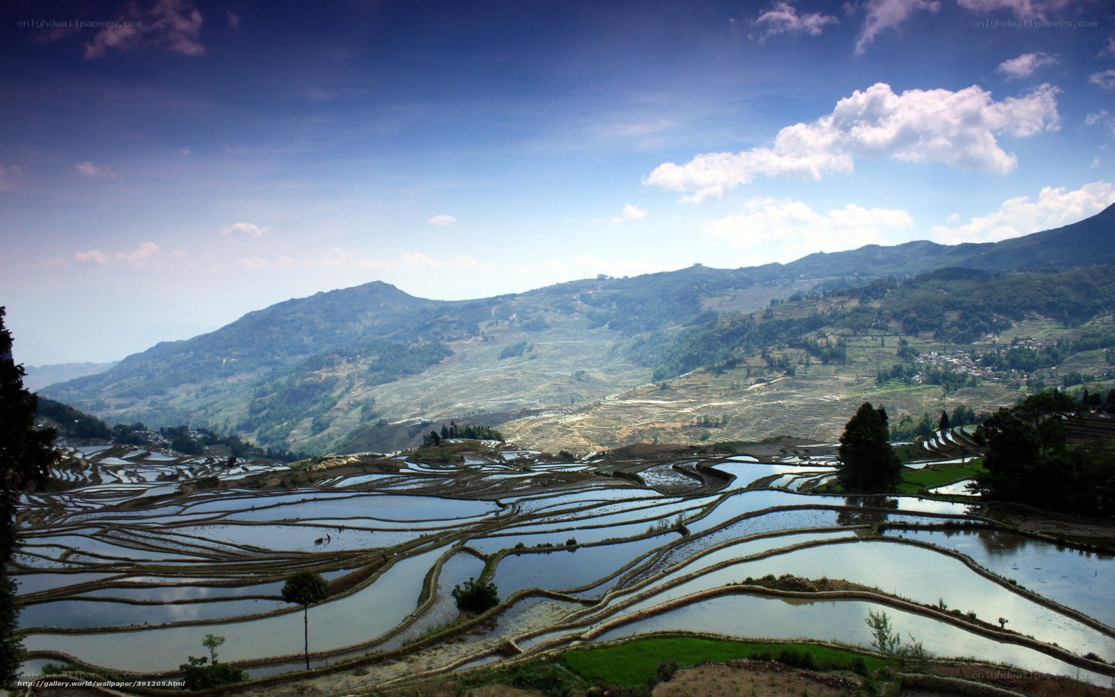 Terraced rice fields in mountain valley