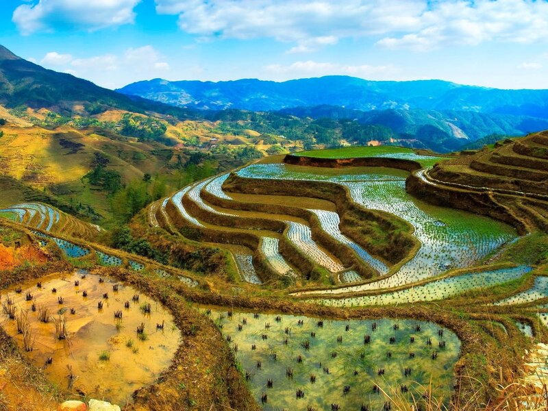 Terraced rice fields in mountains