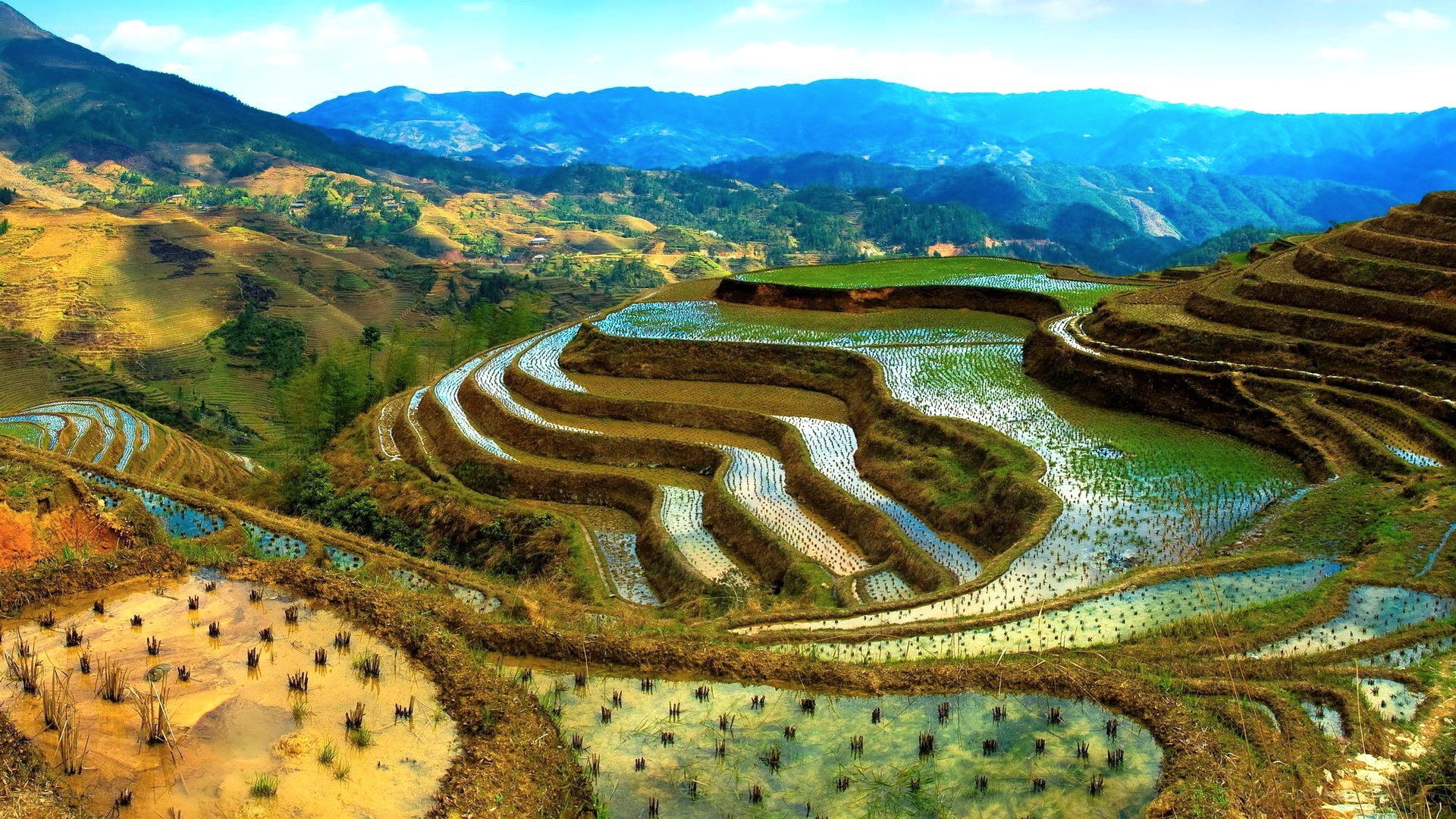 Terraced rice fields in mountains