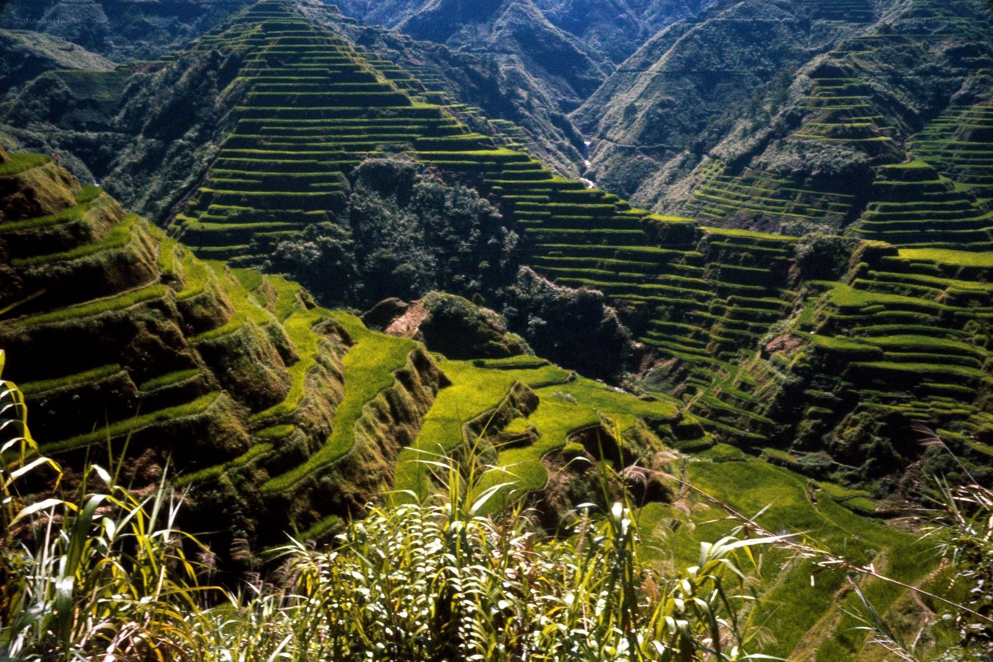 Terraced rice fields in mountains