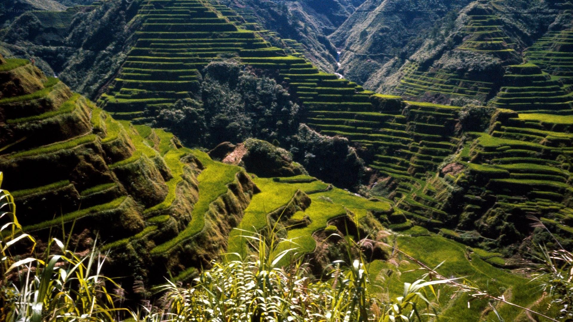 Terraced rice fields in mountains