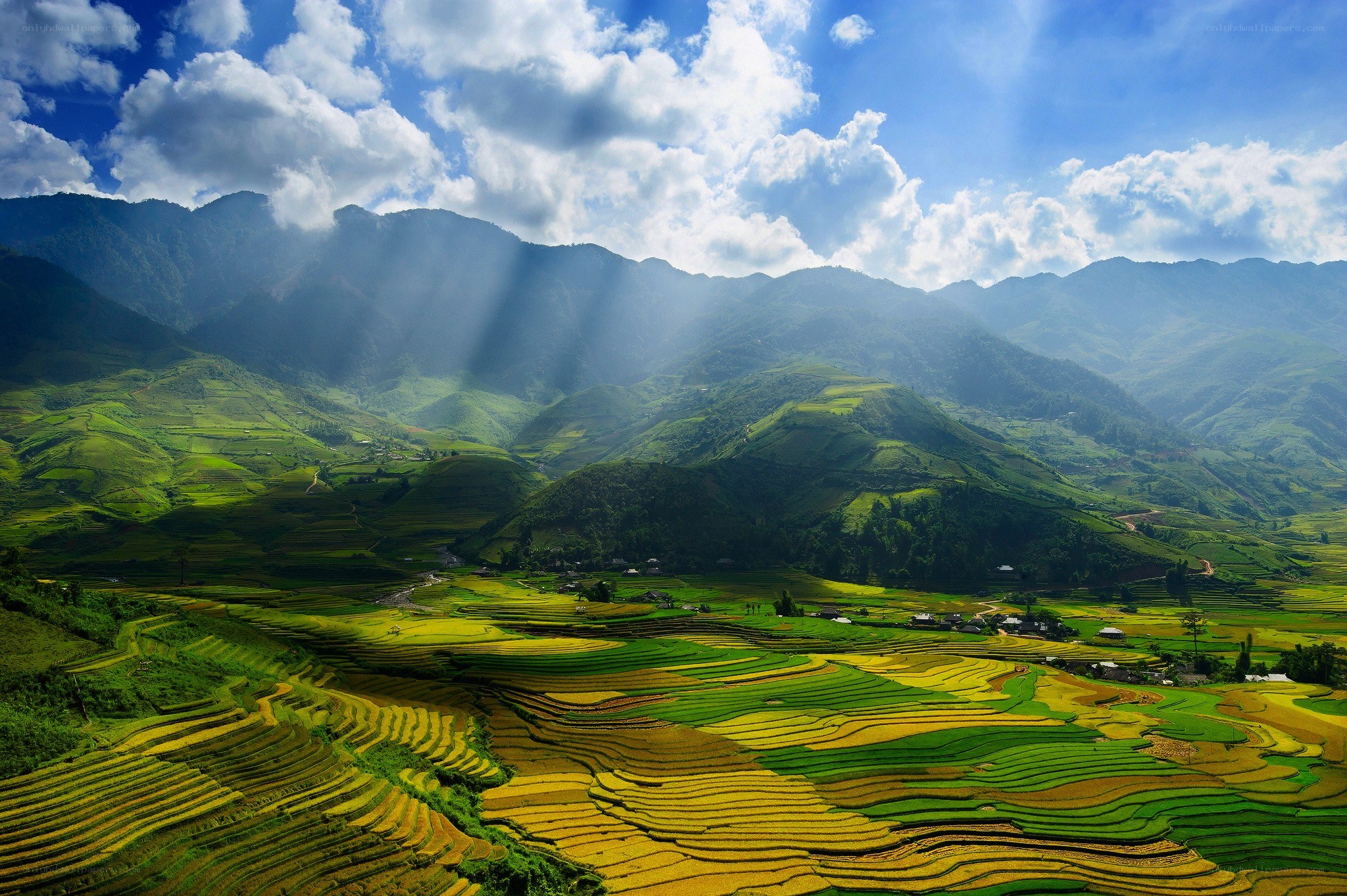 Terraced rice fields in mountains