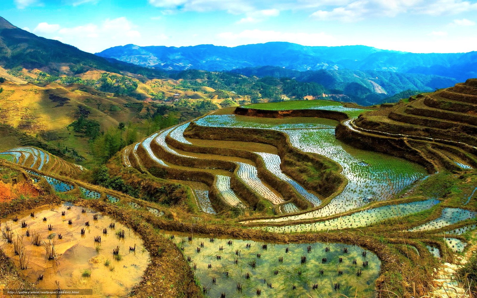 Terraced rice fields in mountains