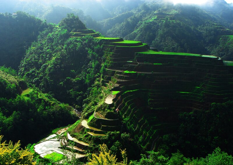 Terraced rice fields in mountains