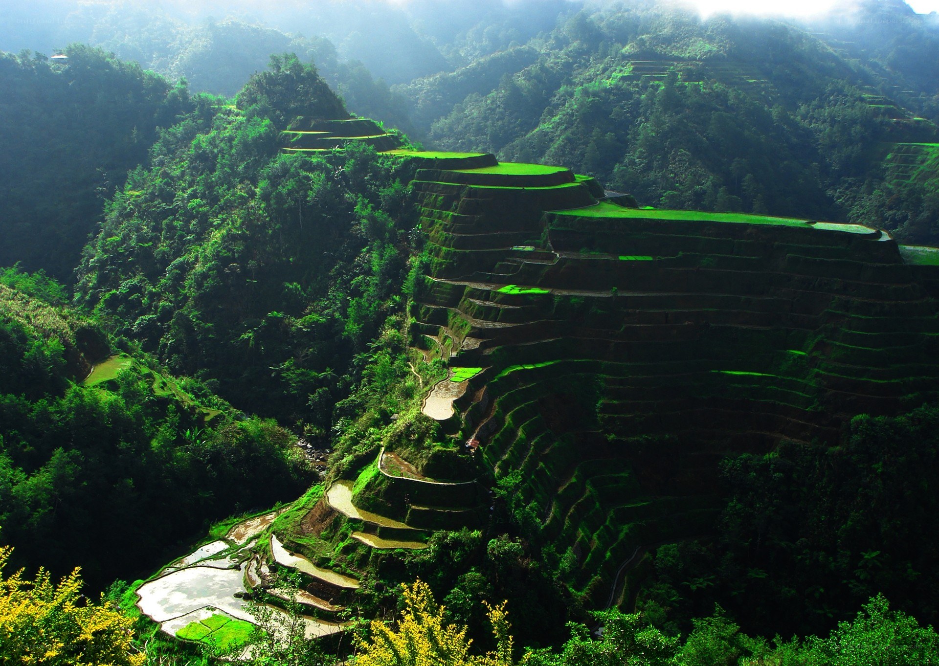 Terraced rice fields in mountains