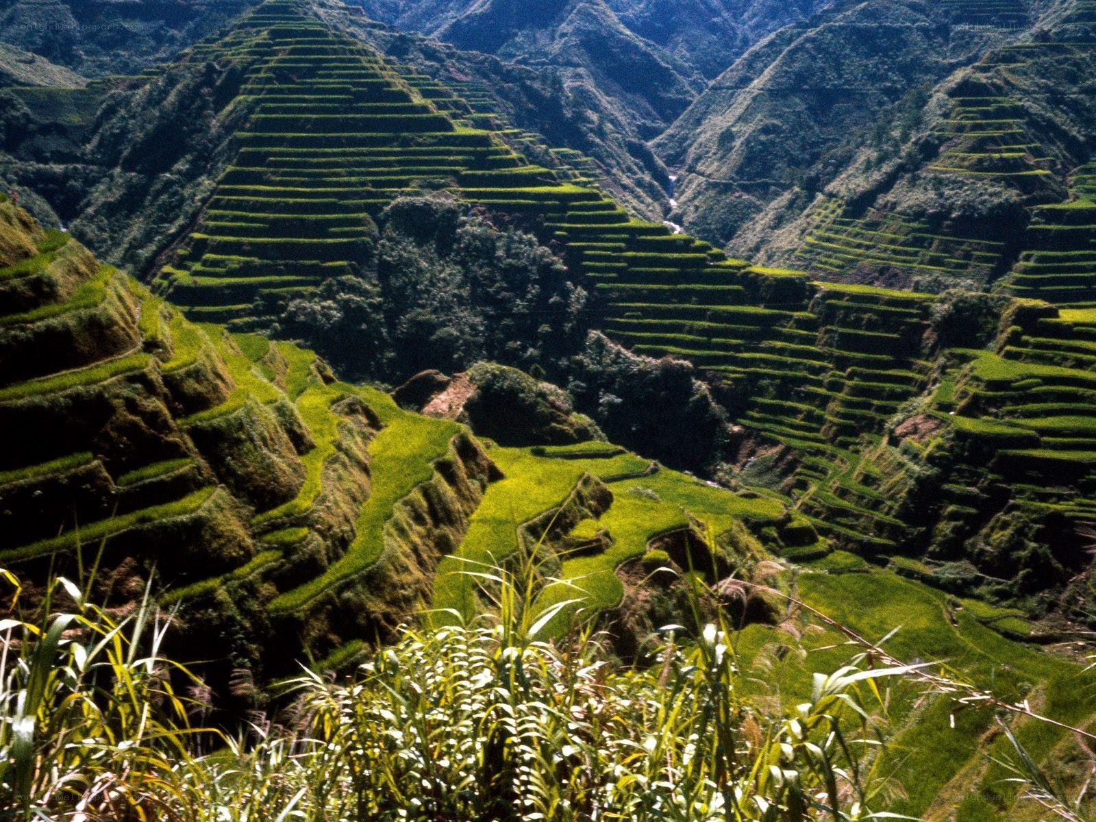 Terraced rice fields in mountains