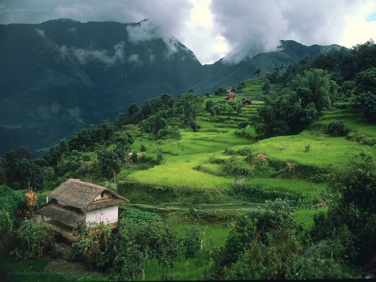 Terraced rice fields in mountains