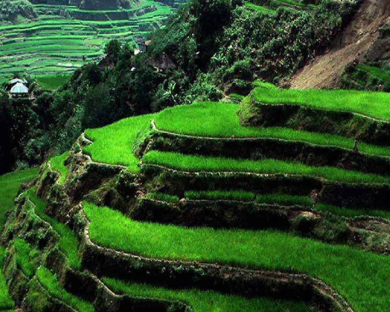 Terraced rice fields in mountains