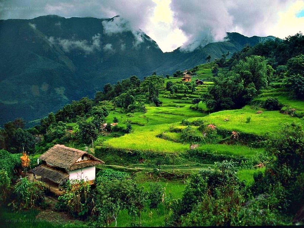 Terraced rice fields in mountains