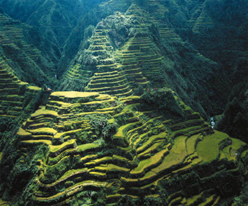 Terraced rice fields in mountains