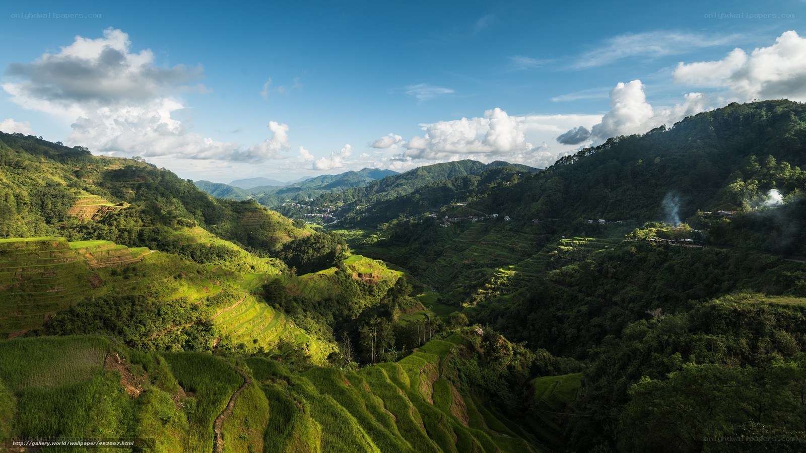 Terraced rice fields in mountains
