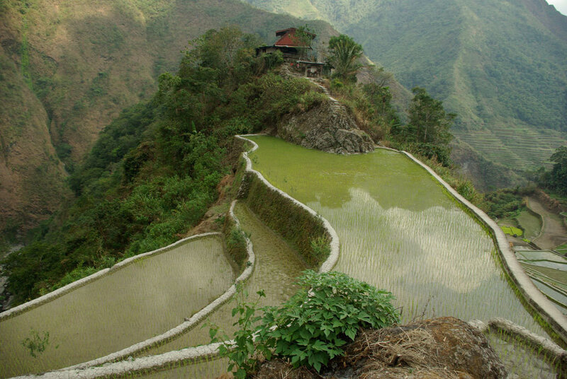 Terraced rice fields in mountains