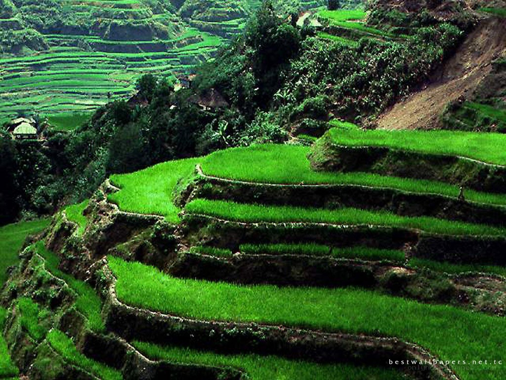 Terraced rice fields in mountains