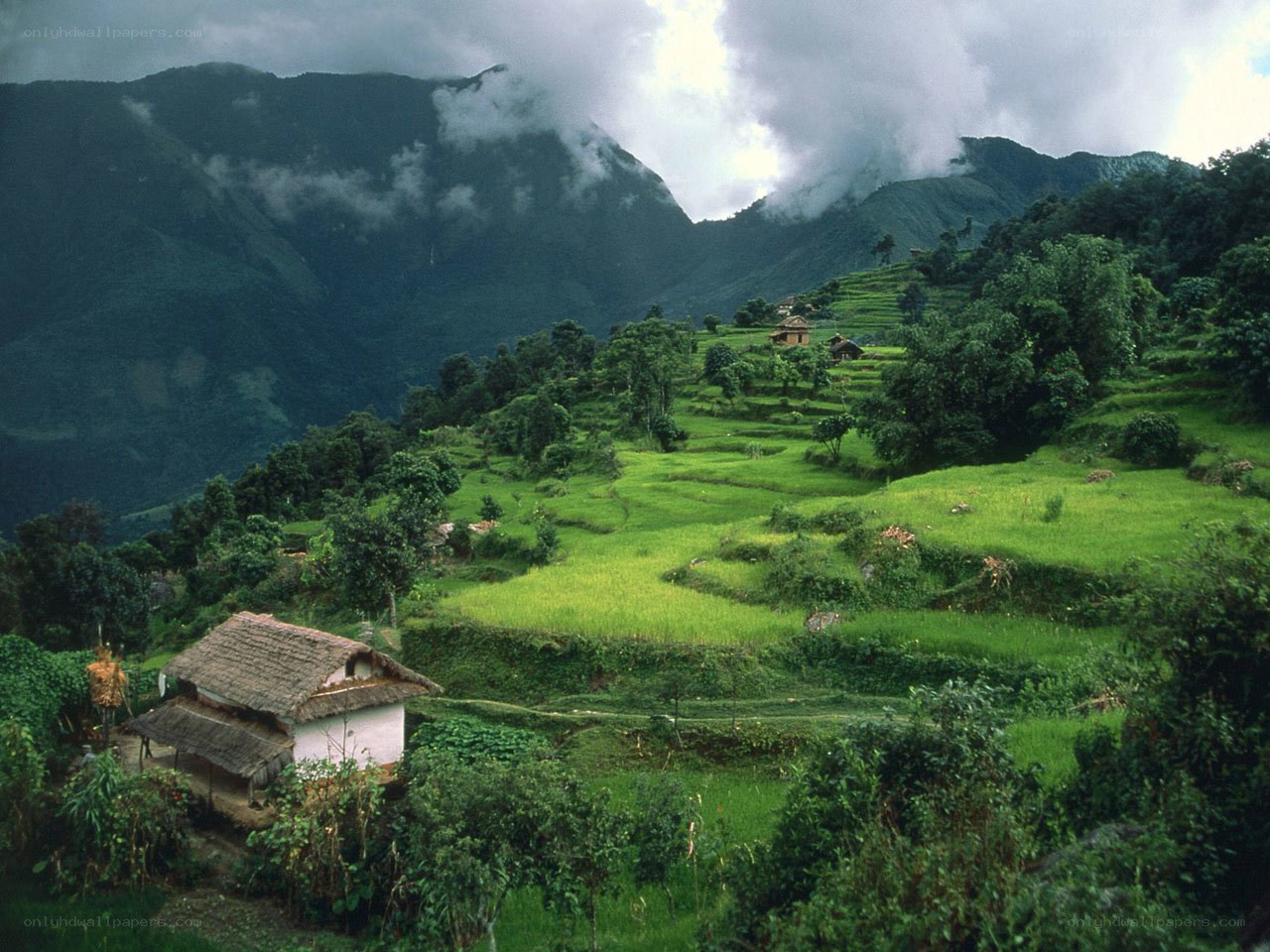 Terraced rice fields in mountains