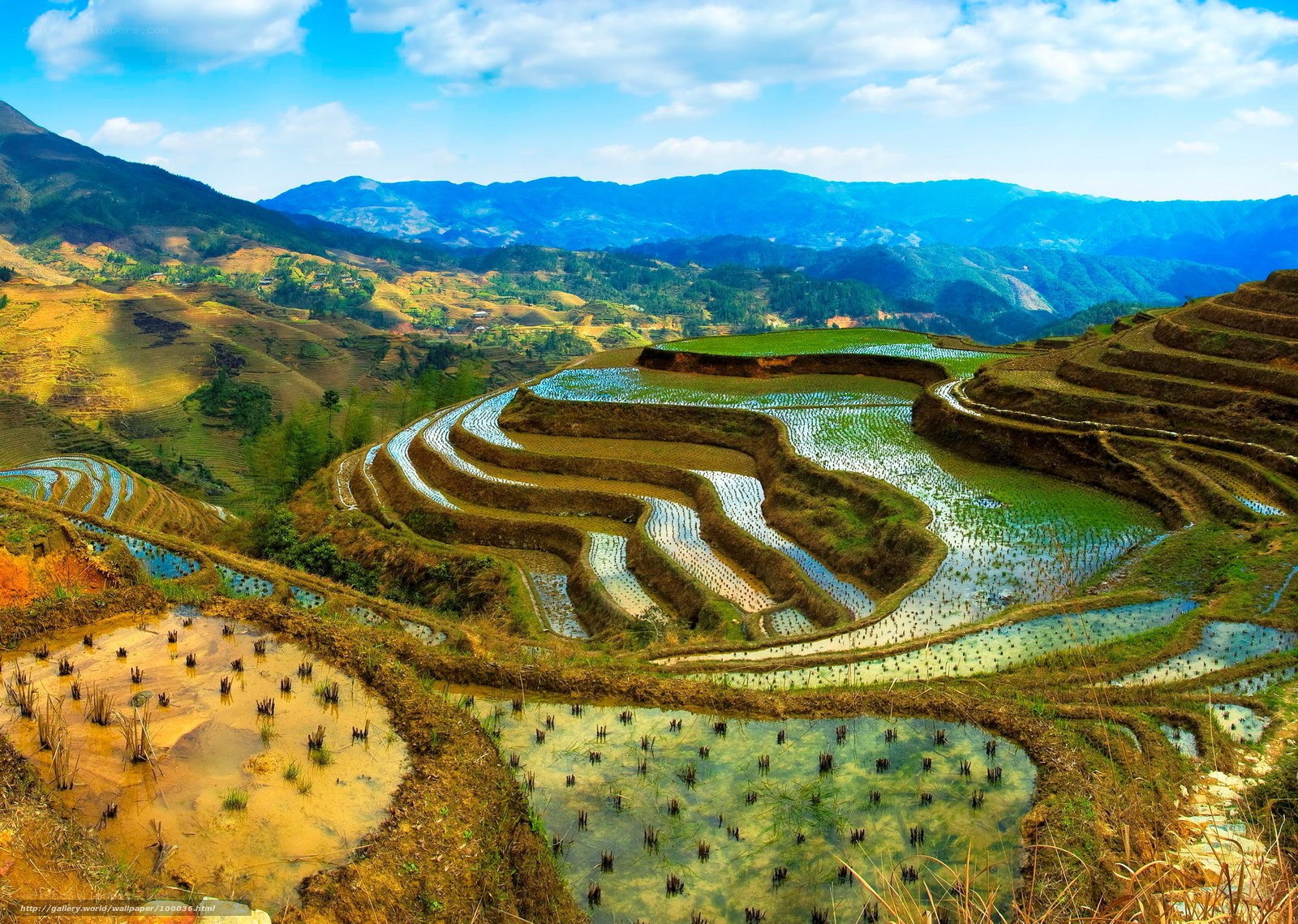 Terraced rice fields in mountains