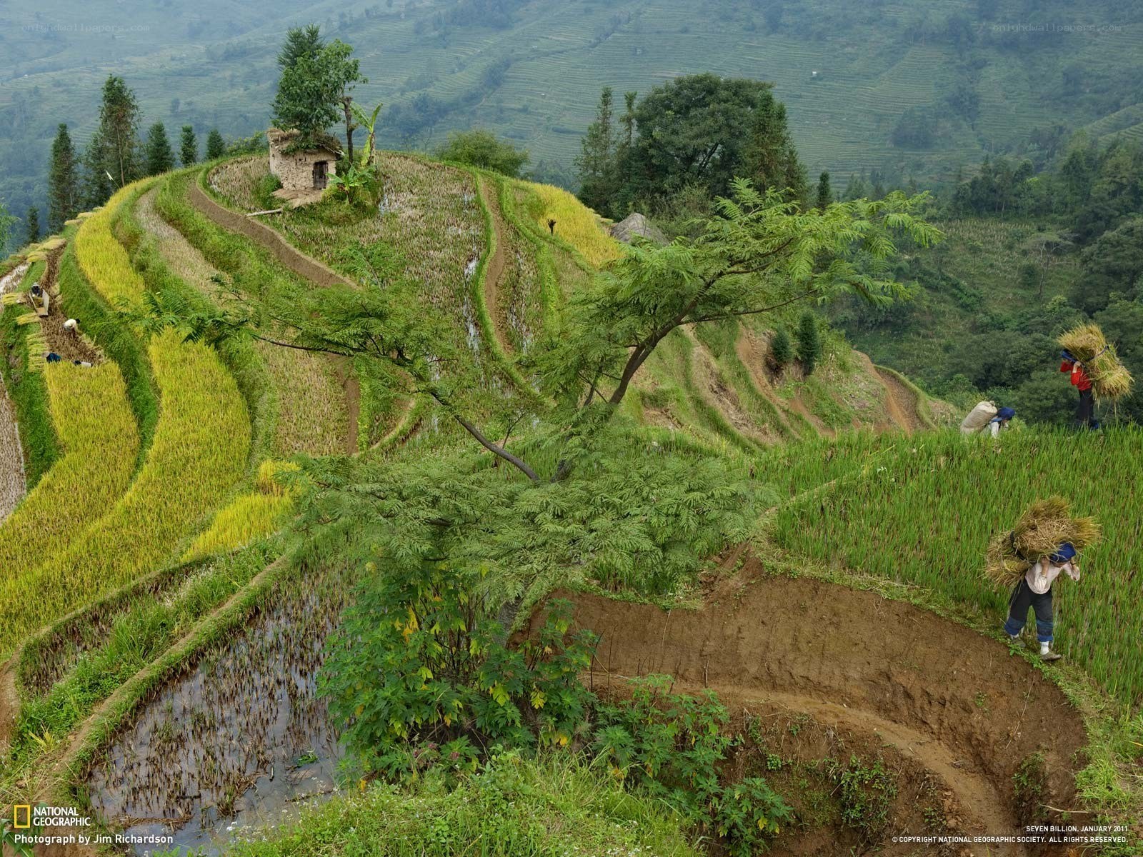 Terraced rice fields in rural China