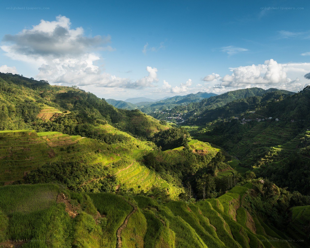 Terraced rice fields in the mountains