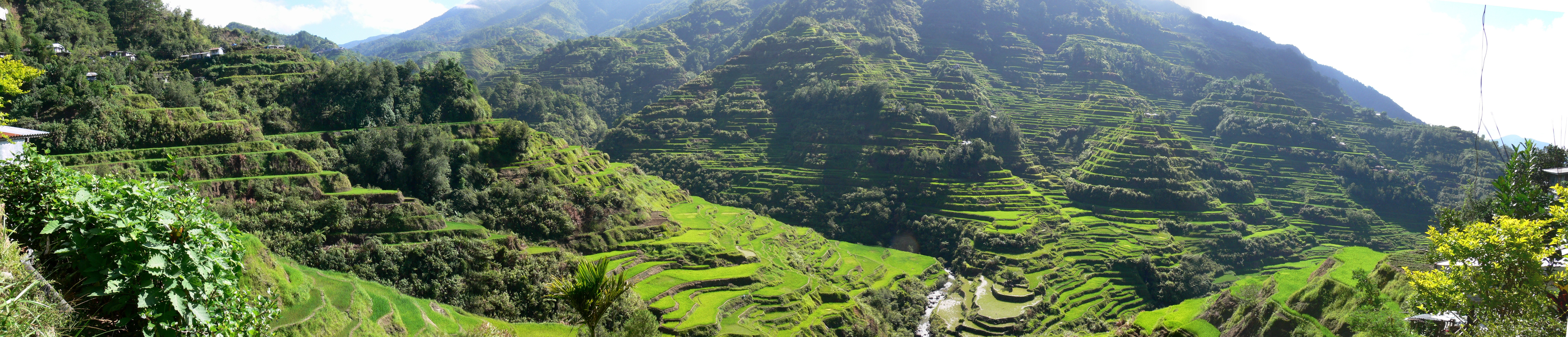 Terraced rice fields in the Philippines